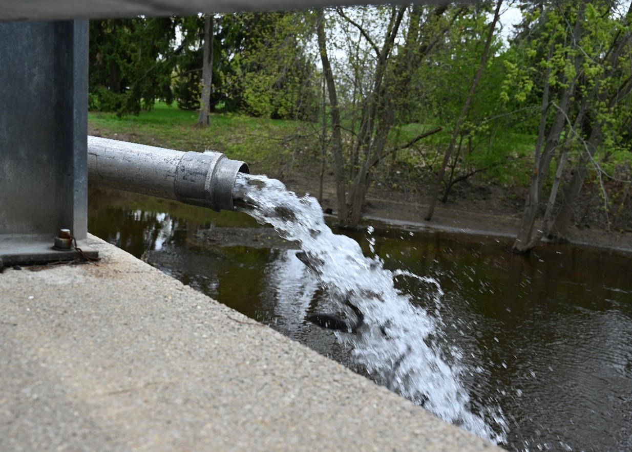 Steelhead release from pipe.jpg